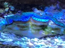 [TodoMarino.com] Consejos para mantener esta maravilla! Tridacna Máxima Ultra Blue