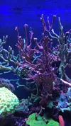 [TodoMarino.com] 6 tipos de montiporas, seriatopora Milka, Acropora nana, caliendrum verde, briareum, etc.