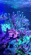 [TodoMarino.com] 6 tipos de montiporas, seriatopora Milka, Acropora nana, caliendrum verde, briareum, etc.