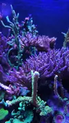 [TodoMarino.com] 6 tipos de montiporas, seriatopora Milka, Acropora nana, caliendrum verde, briareum, etc.