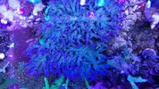 [TodoMarino.com] 6 tipos de montiporas, seriatopora Milka, Acropora nana, caliendrum verde, briareum, etc.