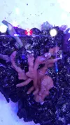 [TodoMarino.com] 6 tipos de montiporas, seriatopora Milka, Acropora nana, caliendrum verde, briareum, etc.