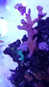 [TodoMarino.com] 6 tipos de montiporas, seriatopora Milka, Acropora nana, caliendrum verde, briareum, etc.
