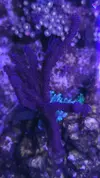 [TodoMarino.com] 6 tipos de montiporas, seriatopora Milka, Acropora nana, caliendrum verde, briareum, etc.