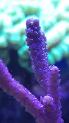 [TodoMarino.com] 6 tipos de montiporas, seriatopora Milka, Acropora nana, caliendrum verde, briareum, etc.