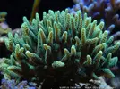[TodoMarino.com] 6 tipos de montiporas, seriatopora Milka, Acropora nana, caliendrum verde, briareum, etc.