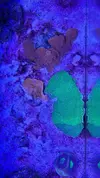 [TodoMarino.com] 6 tipos de montiporas, seriatopora Milka, Acropora nana, caliendrum verde, briareum, etc.