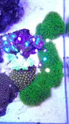 [TodoMarino.com] 6 tipos de montiporas, seriatopora Milka, Acropora nana, caliendrum verde, briareum, etc.