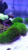 [TodoMarino.com] 6 tipos de montiporas, seriatopora Milka, Acropora nana, caliendrum verde, briareum, etc.
