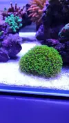 [TodoMarino.com] 6 tipos de montiporas, seriatopora Milka, Acropora nana, caliendrum verde, briareum, etc.