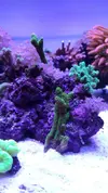 [TodoMarino.com] 6 tipos de montiporas, seriatopora Milka, Acropora nana, caliendrum verde, briareum, etc.