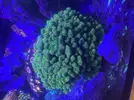 [TodoMarino.com] PISTILLATA VERDE XXL