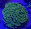 [TodoMarino.com] PISTILLATA VERDE XXL