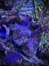 [TodoMarino.com] Tridacna 30 CENTIMETROS!!