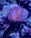 [TodoMarino.com] Protula bispiralis