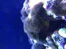 [TodoMarino.com] ¿Cómo eliminar esta especie de alga?