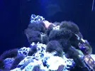 [TodoMarino.com] ¿Cómo eliminar esta especie de alga?