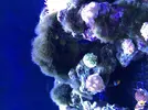 [TodoMarino.com] ¿Cómo eliminar esta especie de alga?