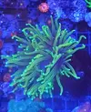 [TodoMarino.com] Cambio Euphyllia glabescens Dragon Soul