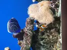 [TodoMarino.com] Pomacanthus imperator (BCN)