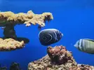 [TodoMarino.com] Pomacanthus imperator (BCN)