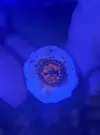 [TodoMarino.com] Zoanthus TOP Flaming Brohican