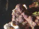 [TodoMarino.com] Ayuda con... Alga??