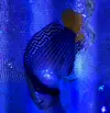 [TodoMarino.com] Manonichthys splendens