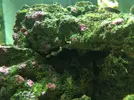 [TodoMarino.com] El Reef de Little