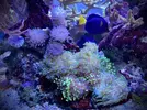 [TodoMarino.com] Venta animales por desmonte