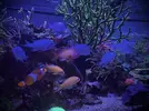 [TodoMarino.com] Venta animales por desmonte