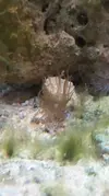 [TodoMarino.com] Aiptasia