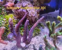 [TodoMarino.com] VENDIDO SPS varios (Acro y montis)