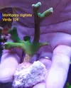 [TodoMarino.com] VENDIDO SPS varios (Acro y montis)