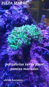 [TodoMarino.com] Euphyllia y Utter chaos zoas