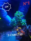 [TodoMarino.com] Euphyllia y Utter chaos zoas