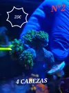 [TodoMarino.com] Euphyllia y Utter chaos zoas