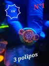 [TodoMarino.com] Euphyllia y Utter chaos zoas