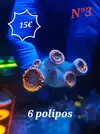 [TodoMarino.com] Euphyllia y Utter chaos zoas