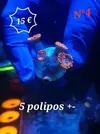 [TodoMarino.com] Euphyllia y Utter chaos zoas