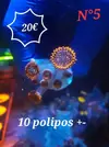 [TodoMarino.com] Euphyllia y Utter chaos zoas