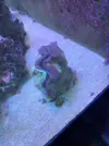 [TodoMarino.com] Tridacna maxima de unos 15 cm