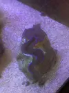 [TodoMarino.com] Tridacna maxima de unos 15 cm