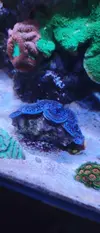 [TodoMarino.com] El Reef de Little