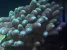 [TodoMarino.com] Vendo acuario completo