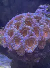 [TodoMarino.com] Vendo acuario completo