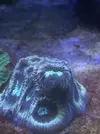 [TodoMarino.com] Vendo acuario completo