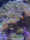 [TodoMarino.com] Vendo acuario completo
