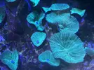 [TodoMarino.com] Vendo acuario completo