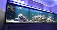 [TodoMarino.com] Venta acuario marino completo